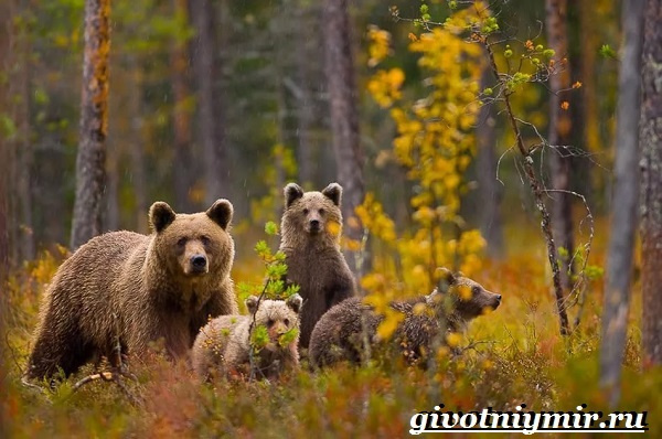 Уральские животные, птицы и растения, красная книга, разнообразие природы