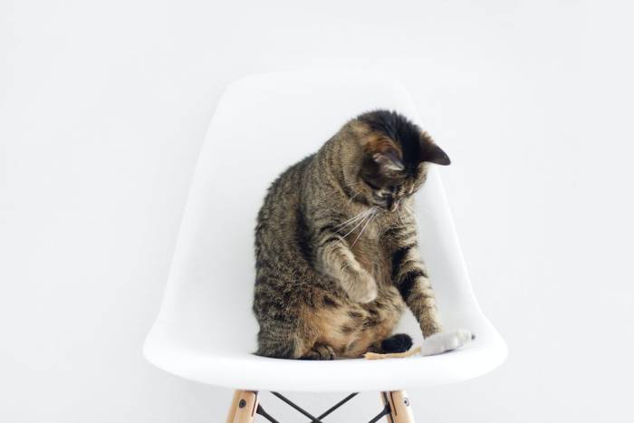 355+ французских имен для кошек и кошек