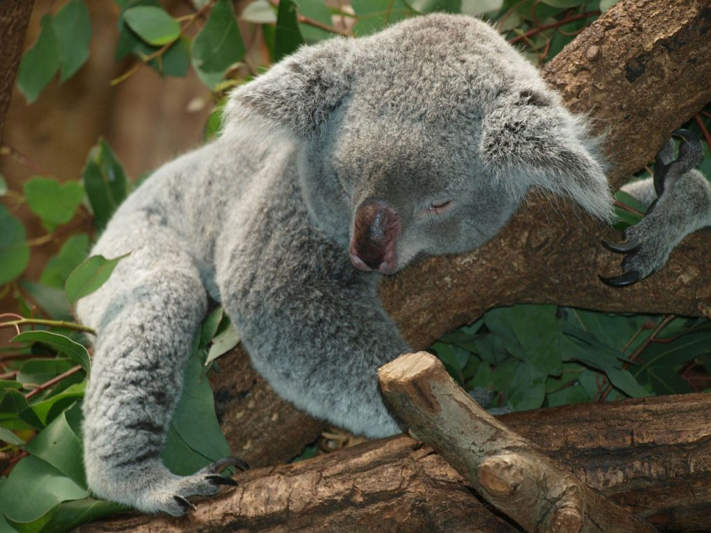 Коала
