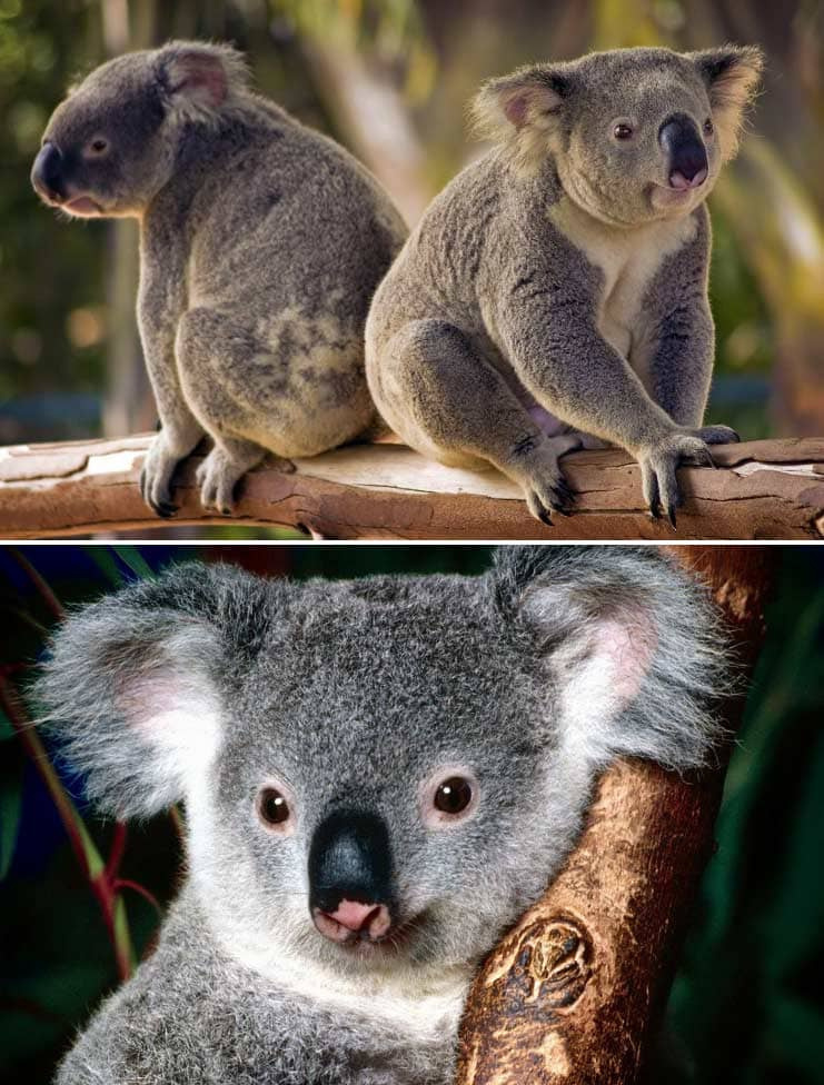 Коала
