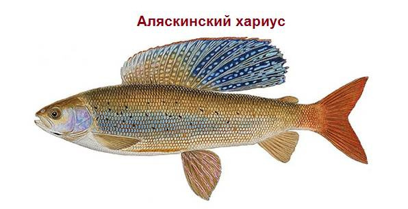 Аляскинский