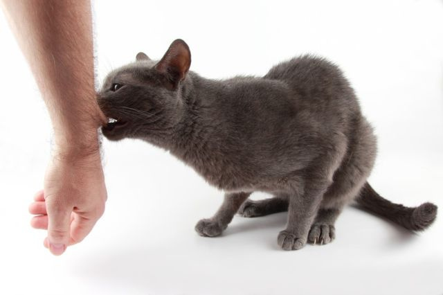 Кот кусает руку
