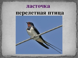 Где живут ласточки