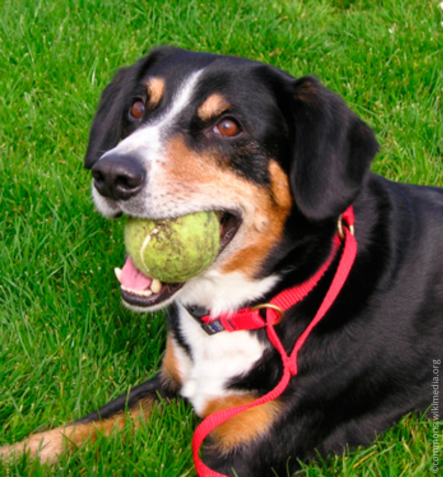 Мяч Entlebucher Mountain Dog