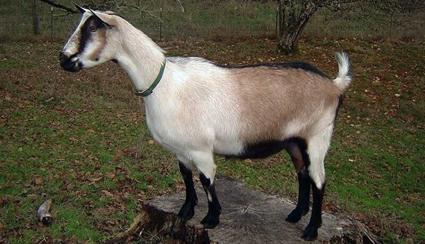 Альпийский