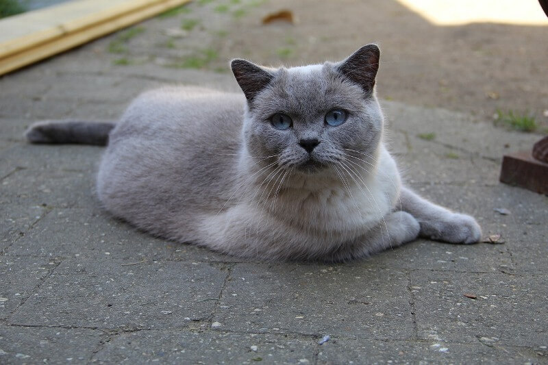 Британская короткошёрстная кошка