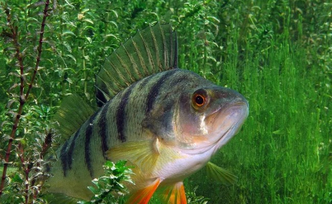 Perca fluviatilis