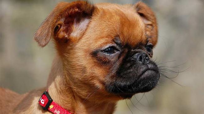 Фото пети-брабансона крупным планом