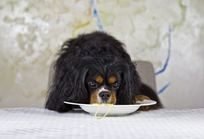 Кавалер кинг чарльз спаниель ест