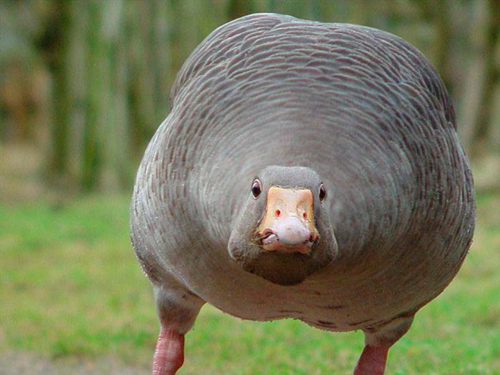 жирный гусь