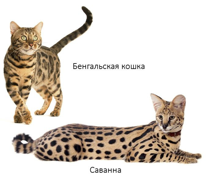 Бенгалия и саванна