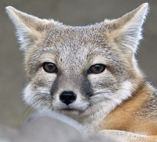 Корсак