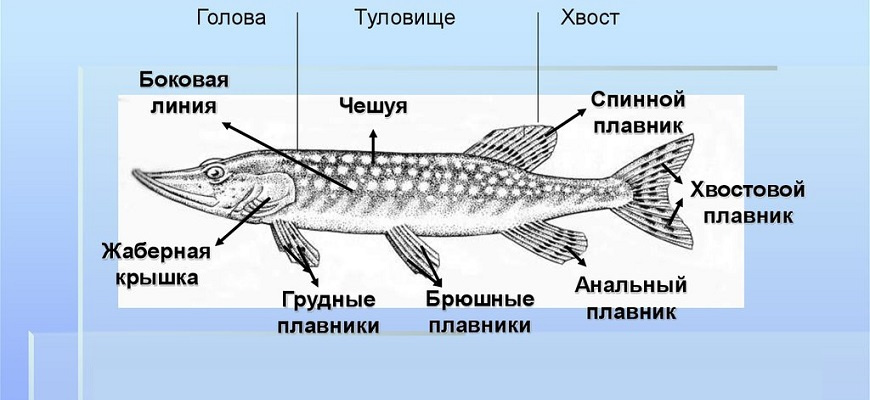 Строение щуки