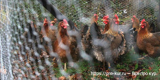 Цыплята, которые умирают, когда вы не знаете почему. Куры и бройлеры. 
