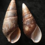 Phagotia