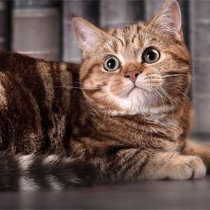Окрасы шотландских кошек: фото, таблица, описание