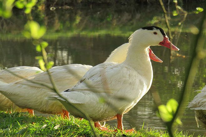 Муларские утки 