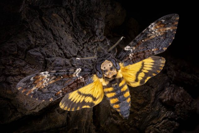 Бабочка-мотылек (Acherontia atropos)