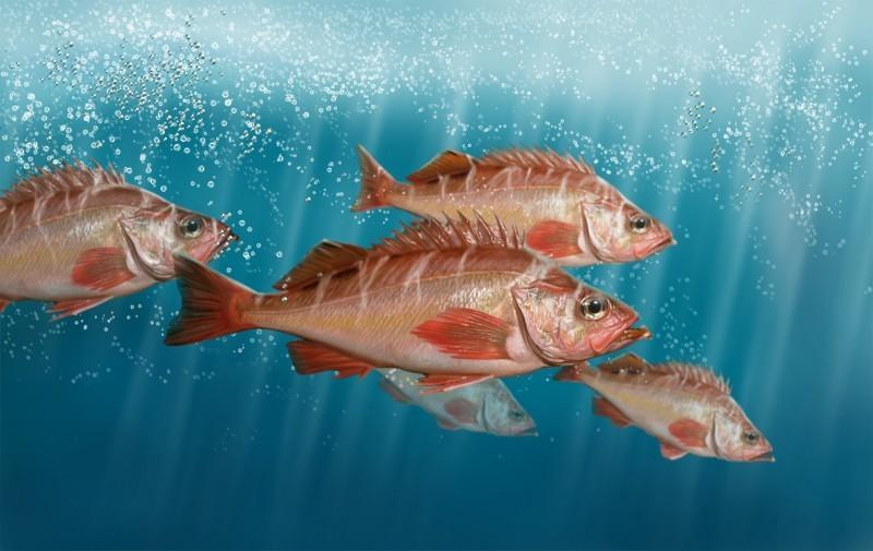 Окунь морской красный