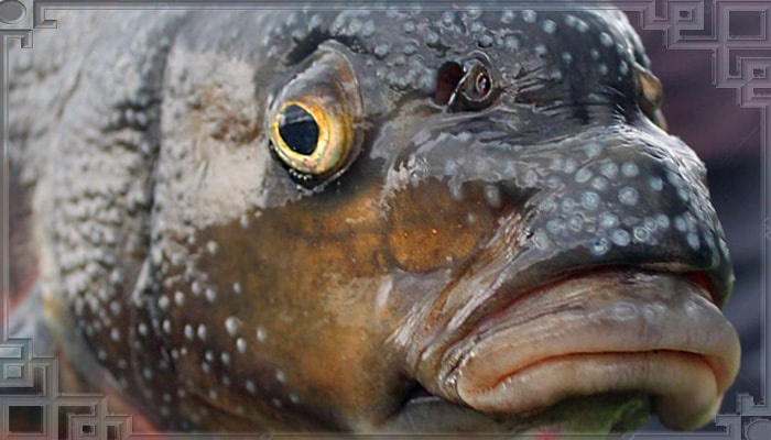 Морда крупного морского леща
