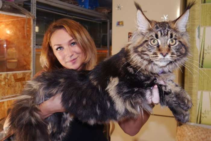 Кошки мейн кун
