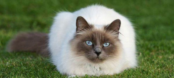 Кот на улице