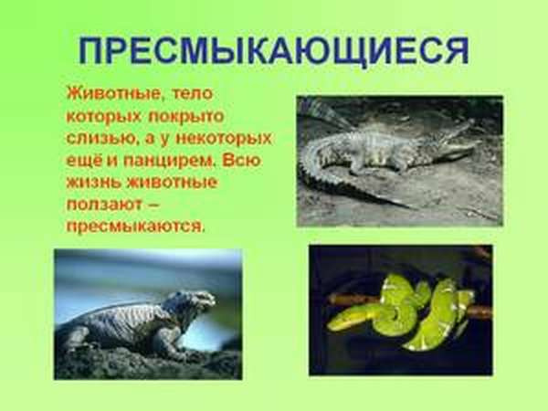 Опасные виды рептилий