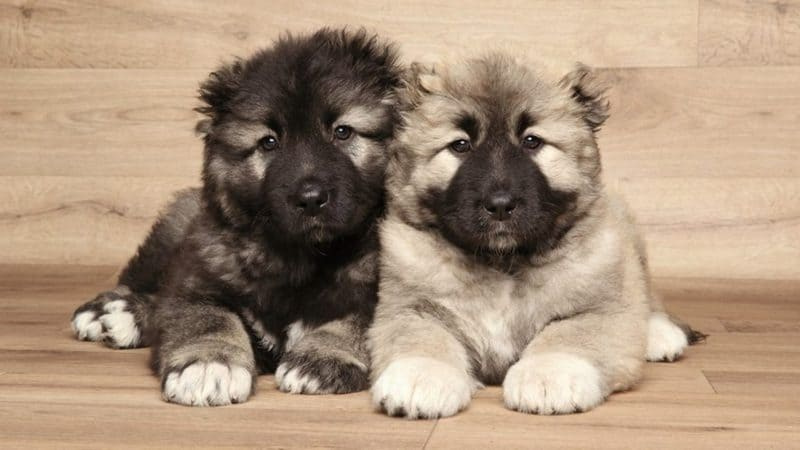 Кавказская овчарка