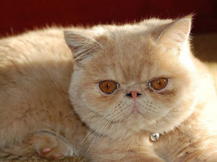 349+ красивых кличков для персидских кошек