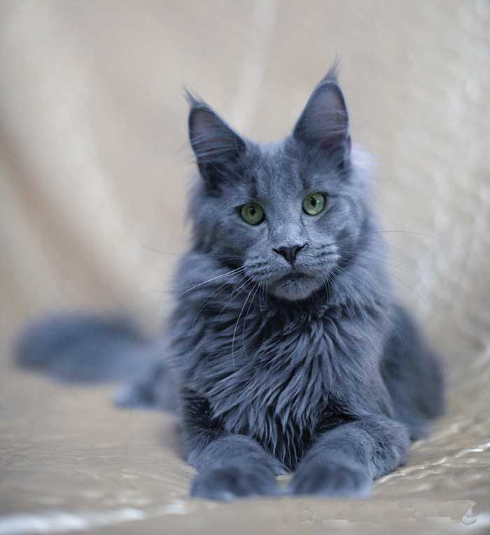 Кот мейн-кун по кличке Smoke