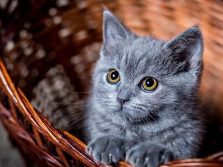 Как назвать котенка