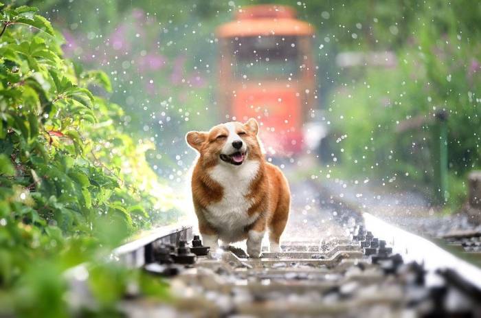 455+ немецких имен для кошек и собак