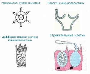 тип кишечнополостных
