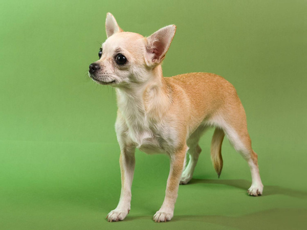 Стандарты породы