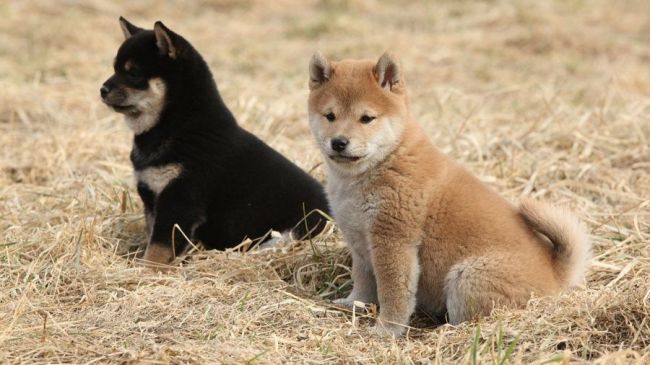 Щенки сиба-ину.