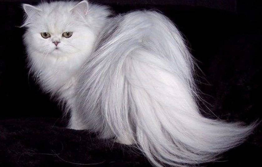 Персидская кошка