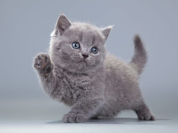 Клички для кошек по профессии или увлечению хозяина