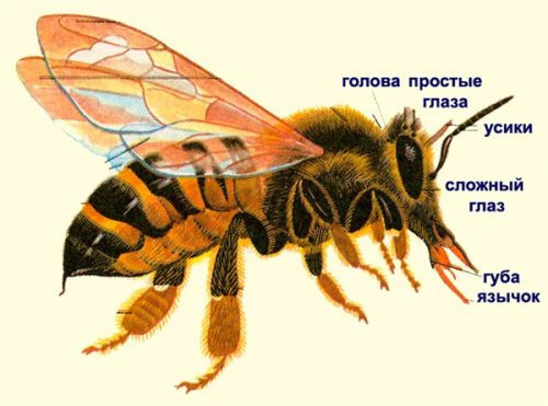 строение пчел 