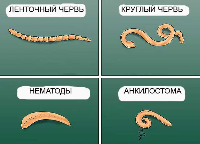 Виды глистов у кролика