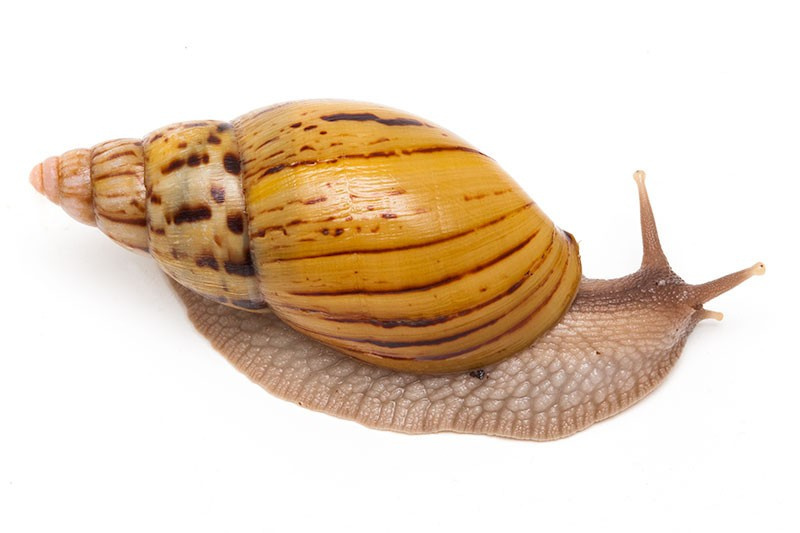 Achatina zanzibarica 