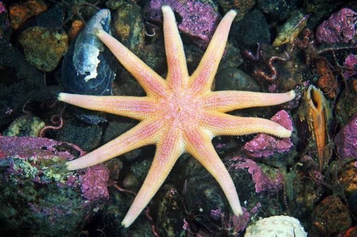 Солярий с девятирукими морскими звездами (Solaster endeca)