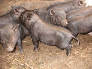 Вьетнамские свиньи с брюшком: описание, отзывы