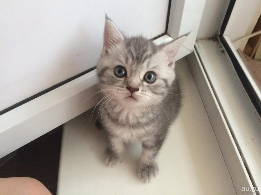 Шотландская прямоухая кошка