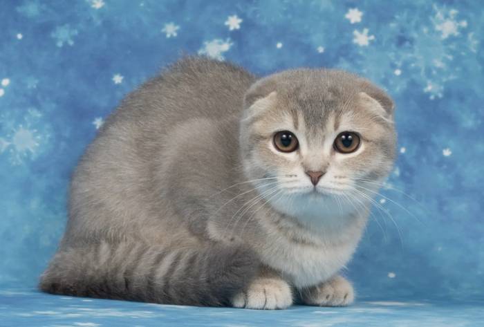 448+ красивых сложенных псевдонимов для кошек