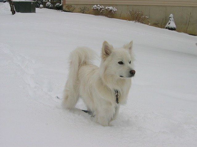 американский эскимос