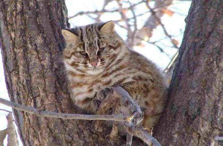 Дикий лесной кот на дереве