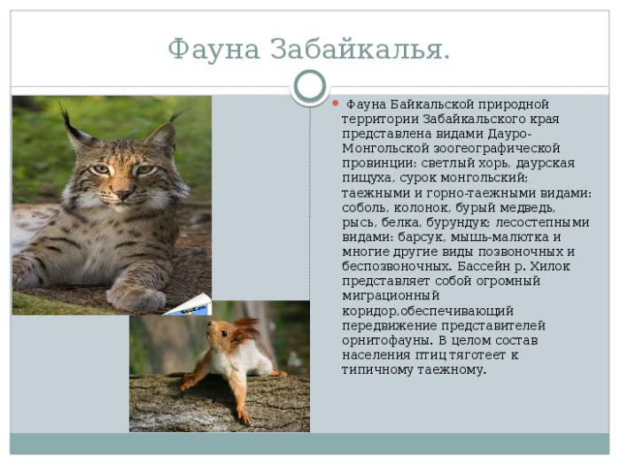 Редкие животные из Красной книги России и со всего мира с фото