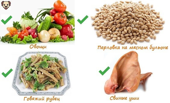 Чем кормить взрослого французского бульдога?