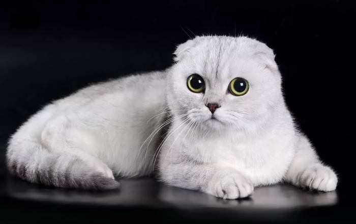 448+ красивых сложенных псевдонимов для кошек
