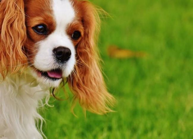 Морда кавалер кинг чарльз спаниель